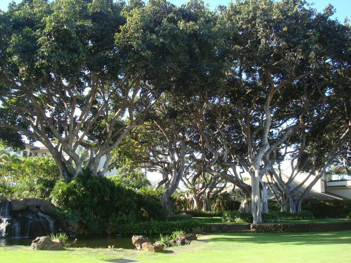 maui hotel trees