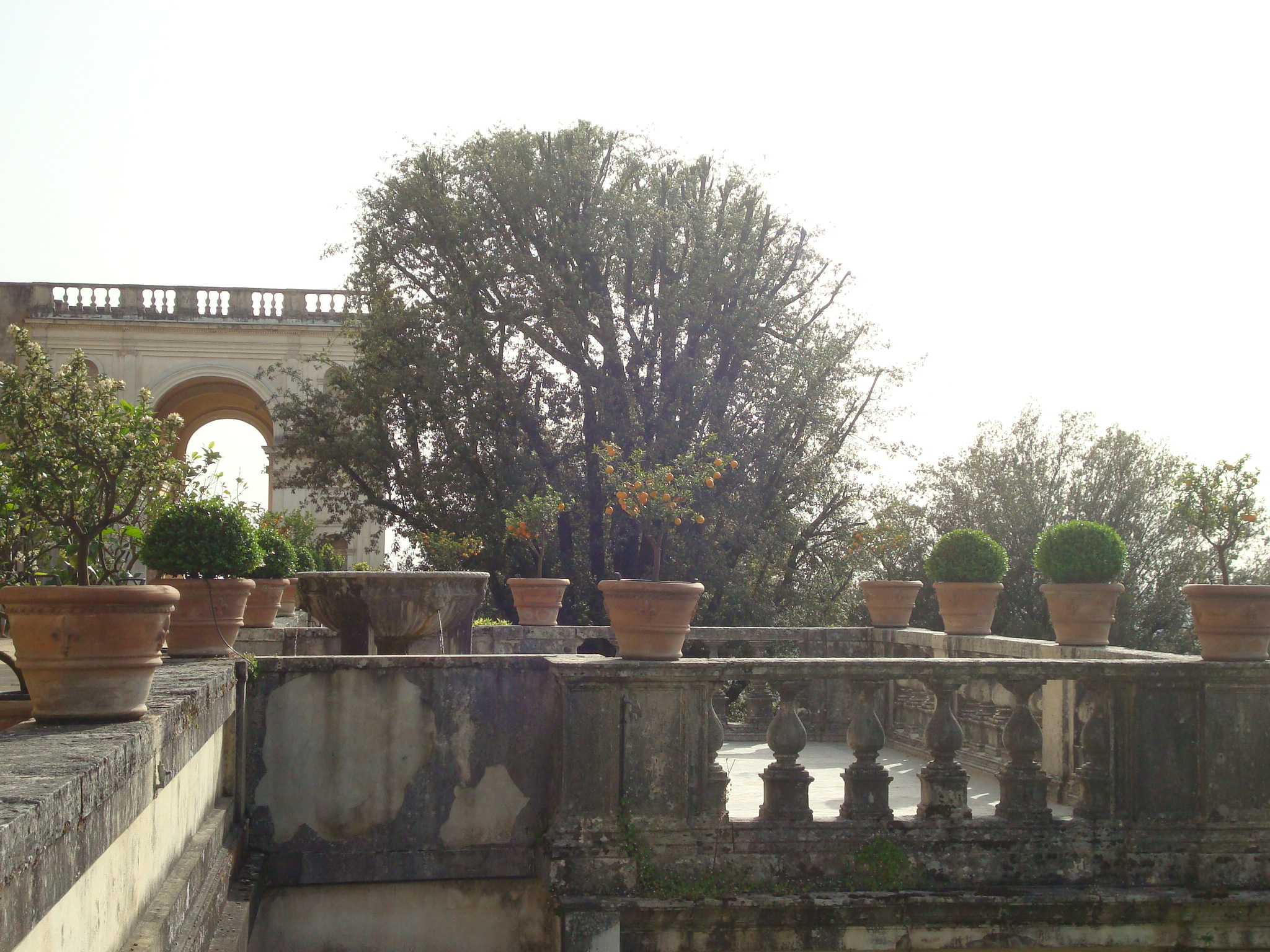 Villa D'Este citrus