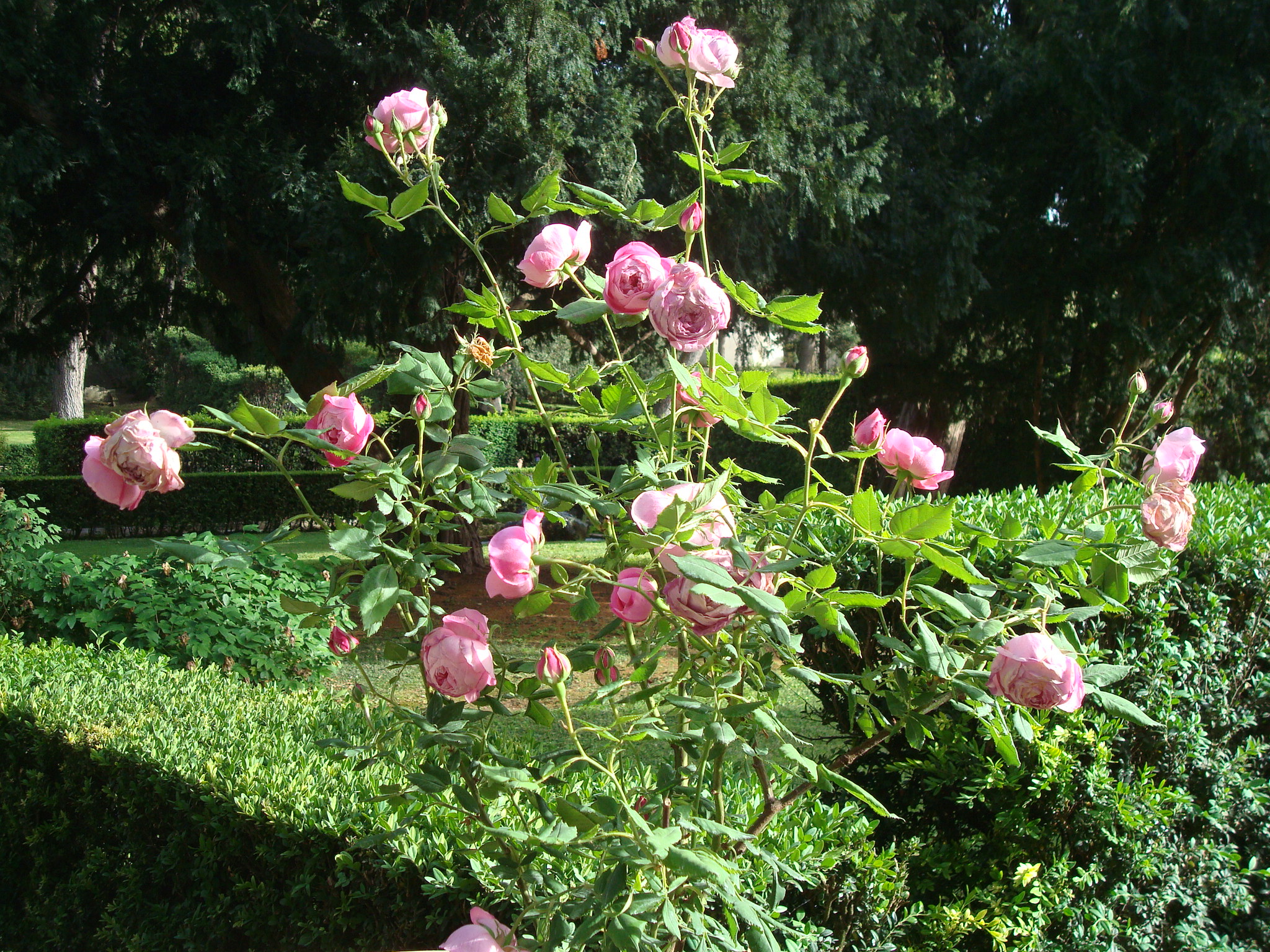 Villa D'Este roses